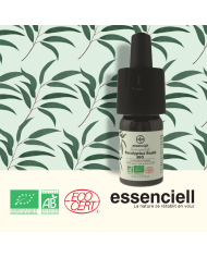 Organic Clove Organic Clove